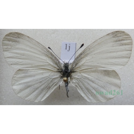 Leptidea reali Reissinger, 1989 female Wietek Reala Czech1j